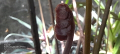 Zamia imperialis