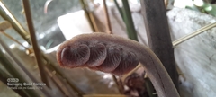 Zamia imperialis