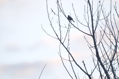 Emberiza leucocephalos