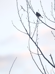 Emberiza leucocephalos