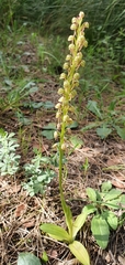 Orchis anthropophora image