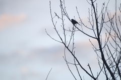 Emberiza leucocephalos