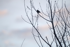 Emberiza leucocephalos