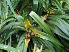 Freycinetia reineckei