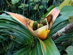 Freycinetia reineckei