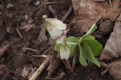 Oxalis obtriangulata