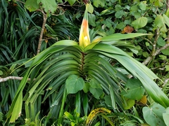 Freycinetia reineckei