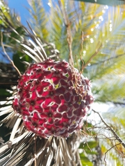 Hoya