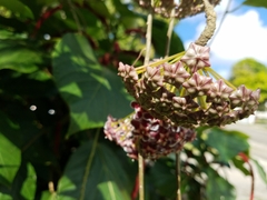Hoya