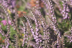 Erica cinerea