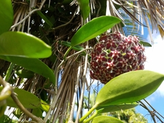 Hoya