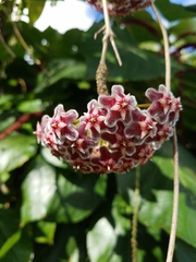 Hoya