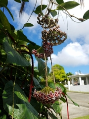 Hoya