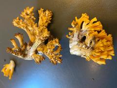 Ramaria toxica