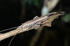 Peracca macritchiensis