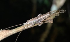 Peracca macritchiensis