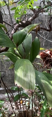 Zamia imperialis