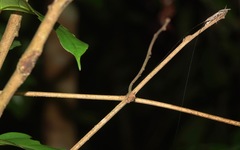 Peracca macritchiensis