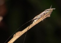 Peracca macritchiensis