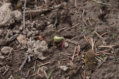 Oxalis obtriangulata