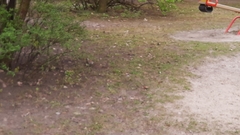 Turdus pilaris