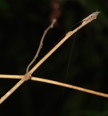 Peracca macritchiensis