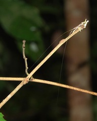 Peracca macritchiensis
