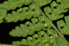 Dryopteris peranema