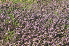 Erica cinerea