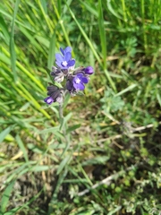 Anchusa leptophylla