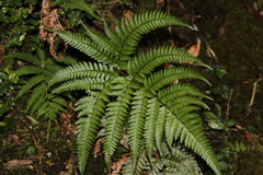 Dryopteris formosana