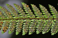 Dryopteris formosana
