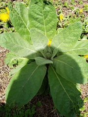 Verbascum thapsus