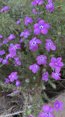 Linanthus californicus