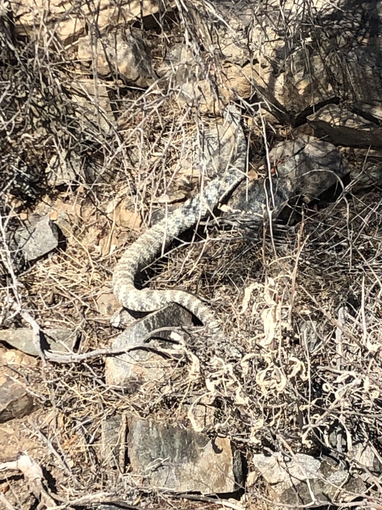 Southwestern Speckled Rattlesnake from South Mountain Park/Preserve ...