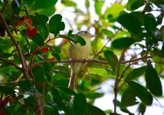 Vireo gundlachii