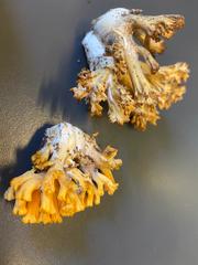 Ramaria toxica