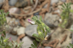 Ononis reclinata