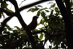 Garrulus glandarius japonicus