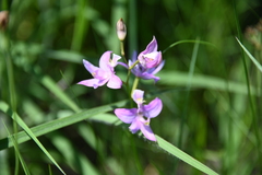 Calopogon oklahomensis