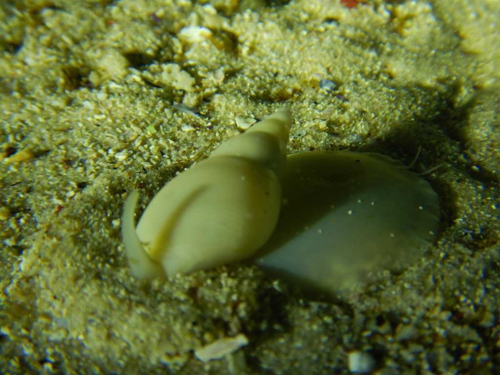 Bullia tenuis