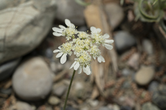 Tordylium aegaeum