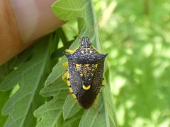 Conquistator mucronatus