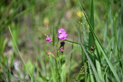 Calopogon oklahomensis