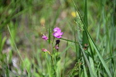 Calopogon oklahomensis