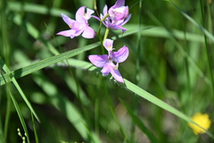 Calopogon oklahomensis