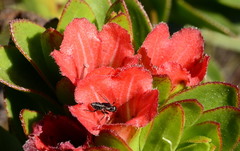 Lobostemon sanguineus