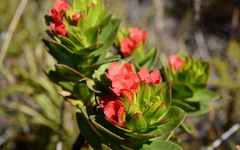 Lobostemon sanguineus