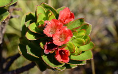 Lobostemon sanguineus