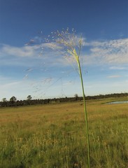 Agrostis eriantha